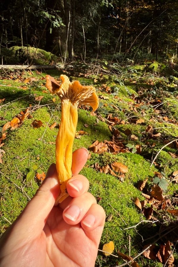 Eine Hand mit einem Trompetenpfifferling in der Hand im Wald.