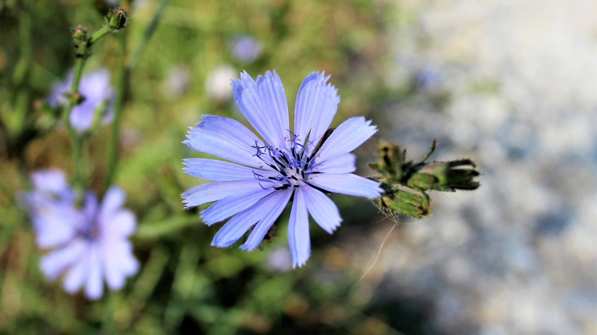 Blüten der Wegwarte bei einer Wildkräuterführung 2026 im Remstal