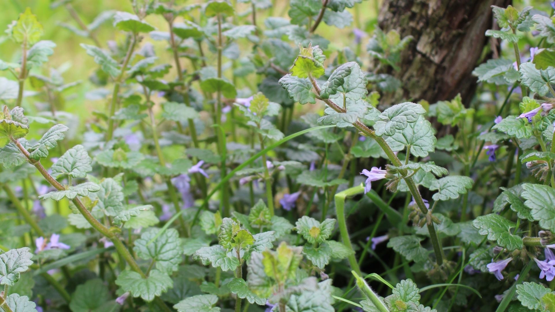 gundermann bei einer wildkräuterführung im Frühling 2026 im remstal; essbare Wildkräuter im Frühling