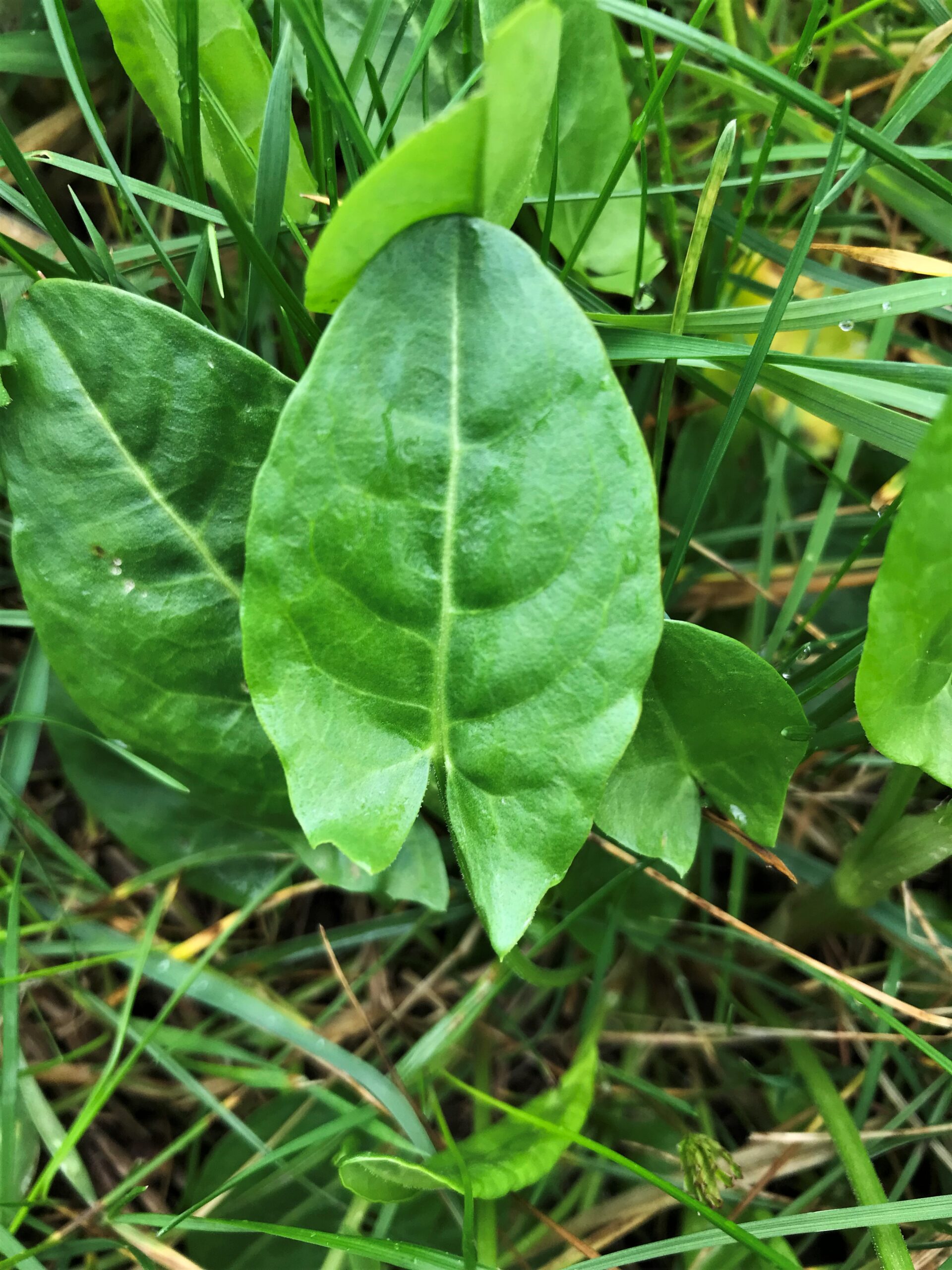 essbare wildkräuter im frühling, sauerampfer