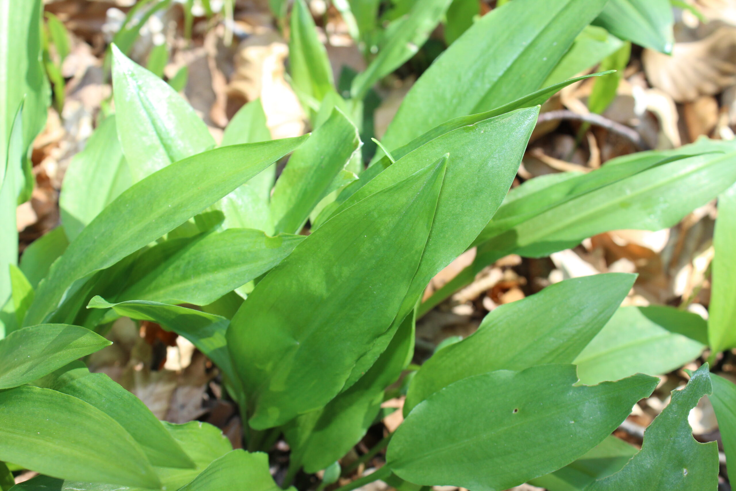 essbare wildkräuter im frühling, bärlauch