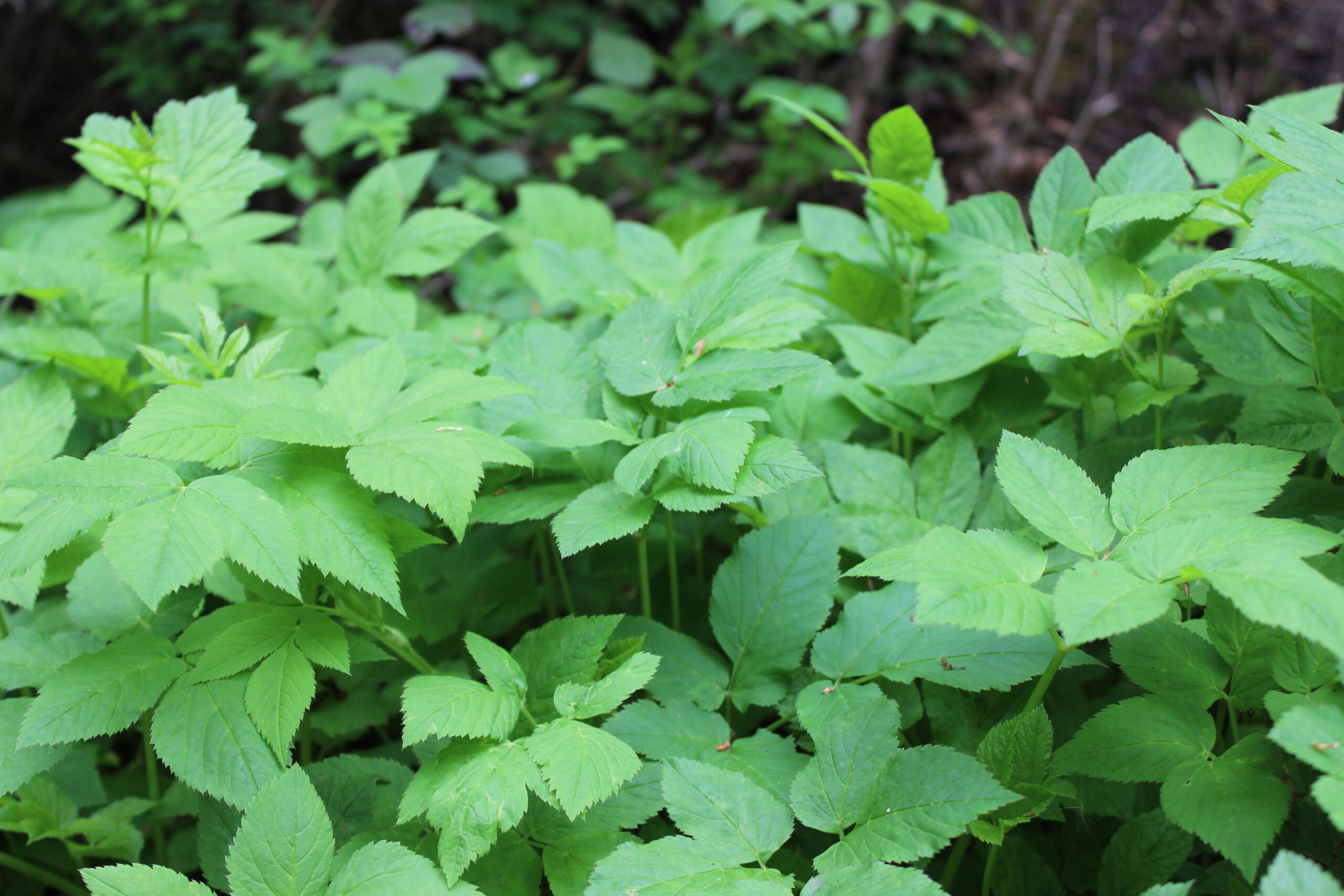 essbare wildkräuter im frühling, giersch