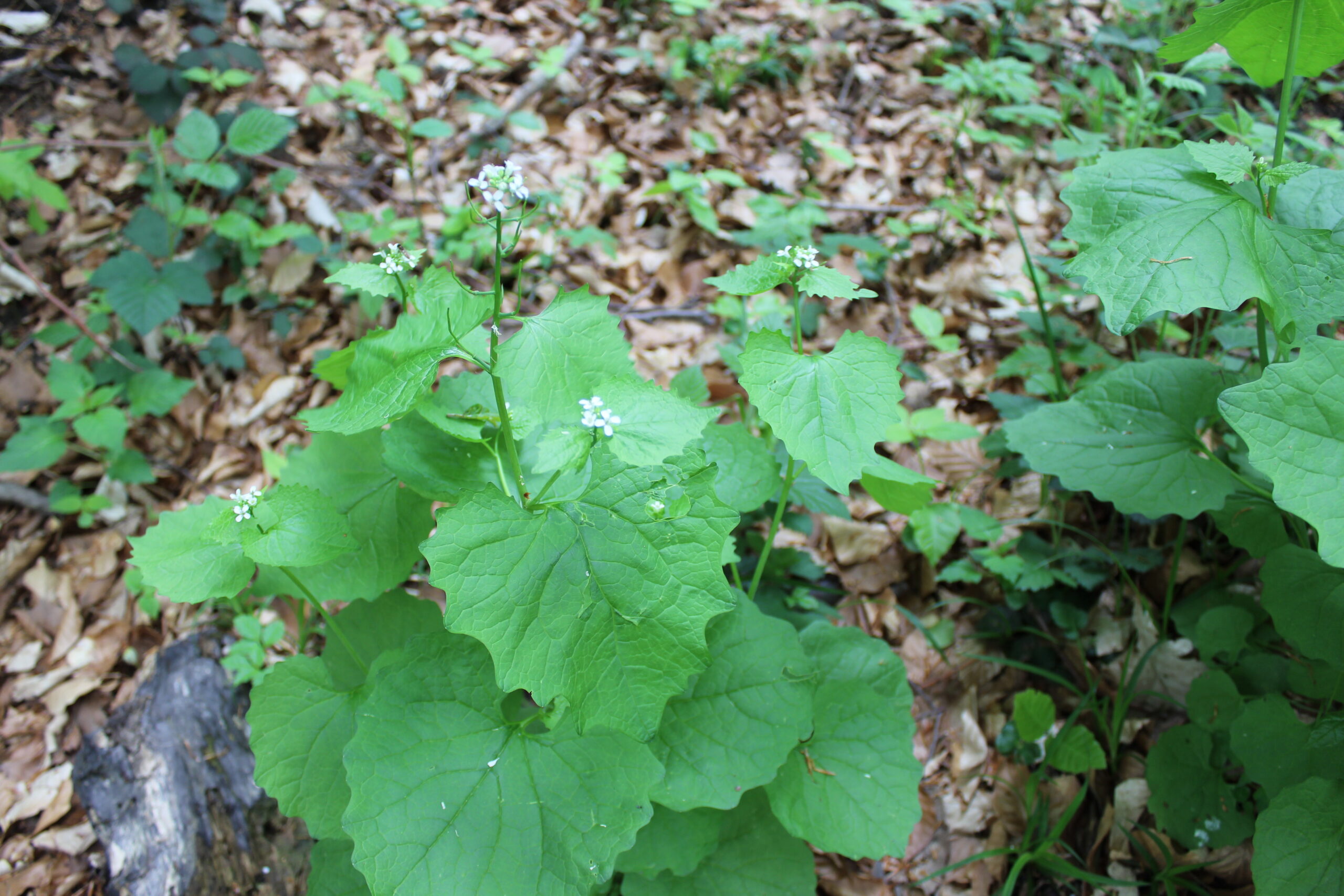 essbare wildkräuter im frühling, knoblauchsrauke