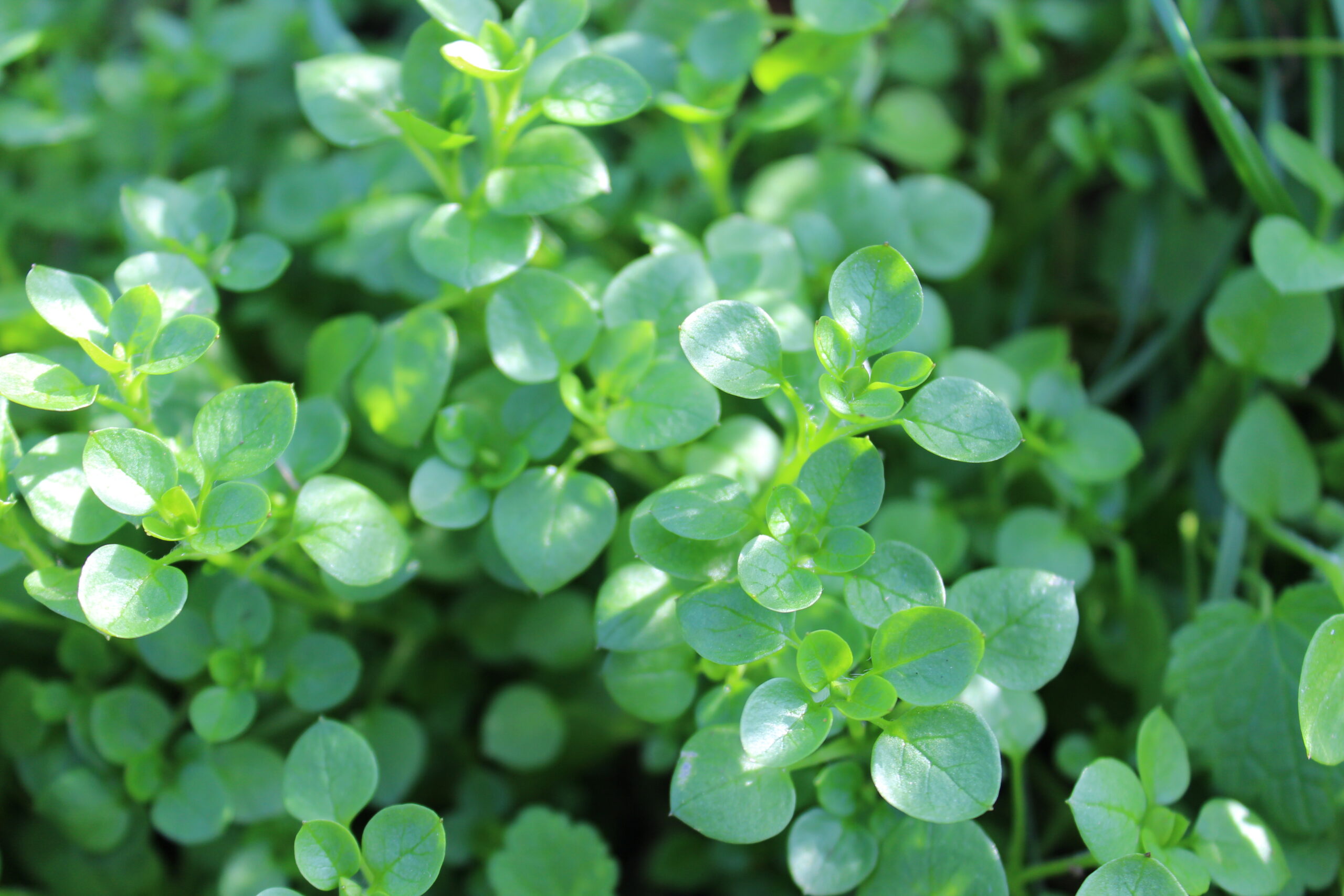 essbare wildkräuter im frühling, vogelmiere