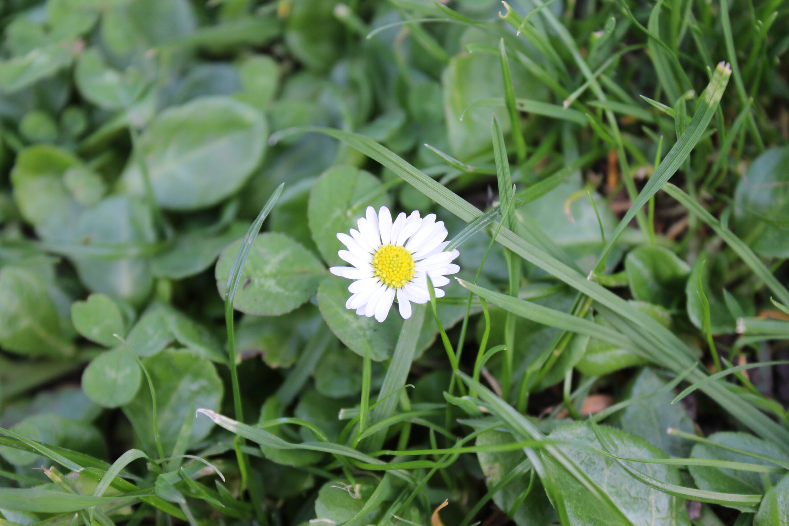 essbare wildkräuter im frühling, gänseblümchen