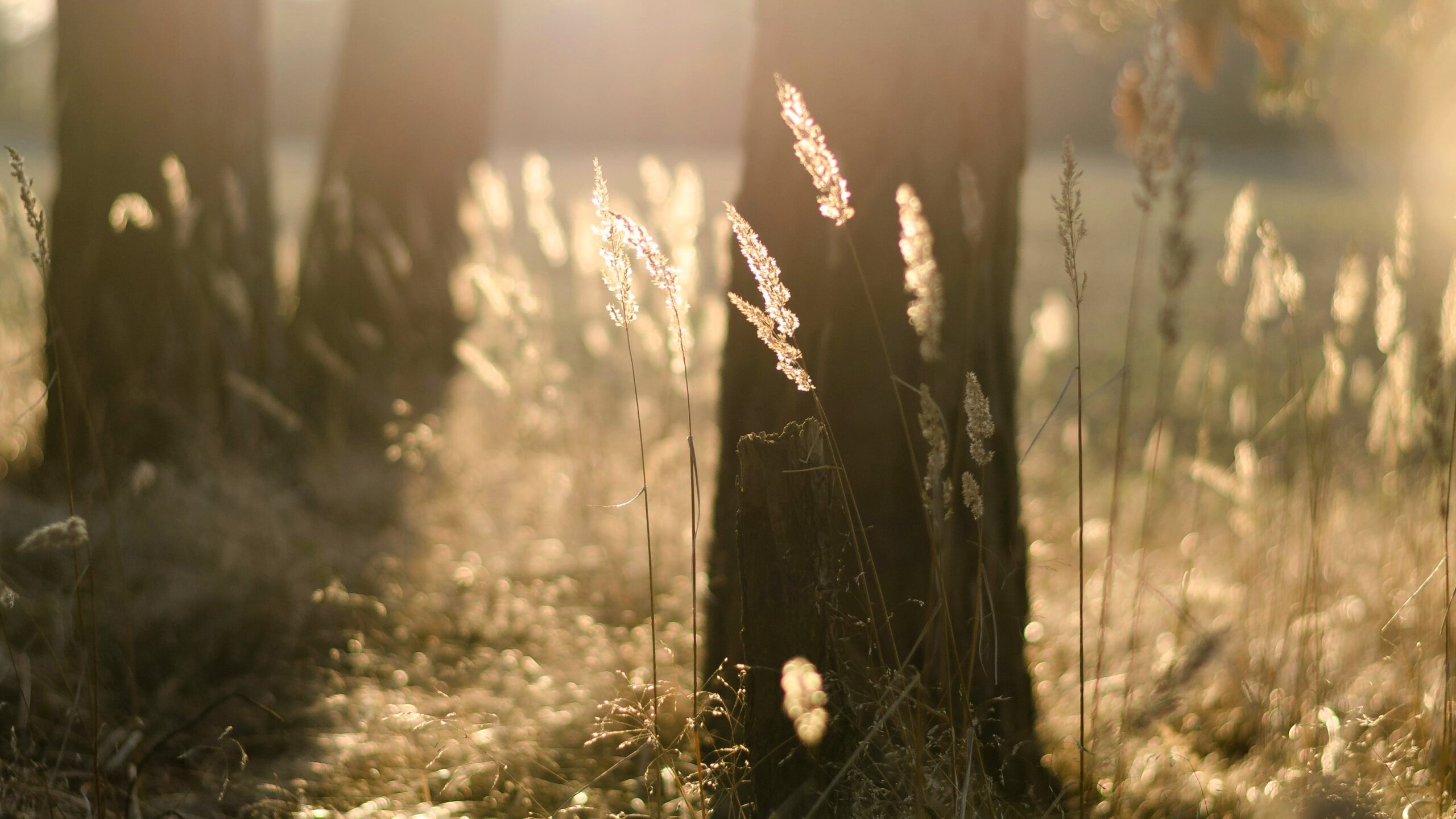 michal-bielejewski-Enr71dsAO5w-unsplash_1