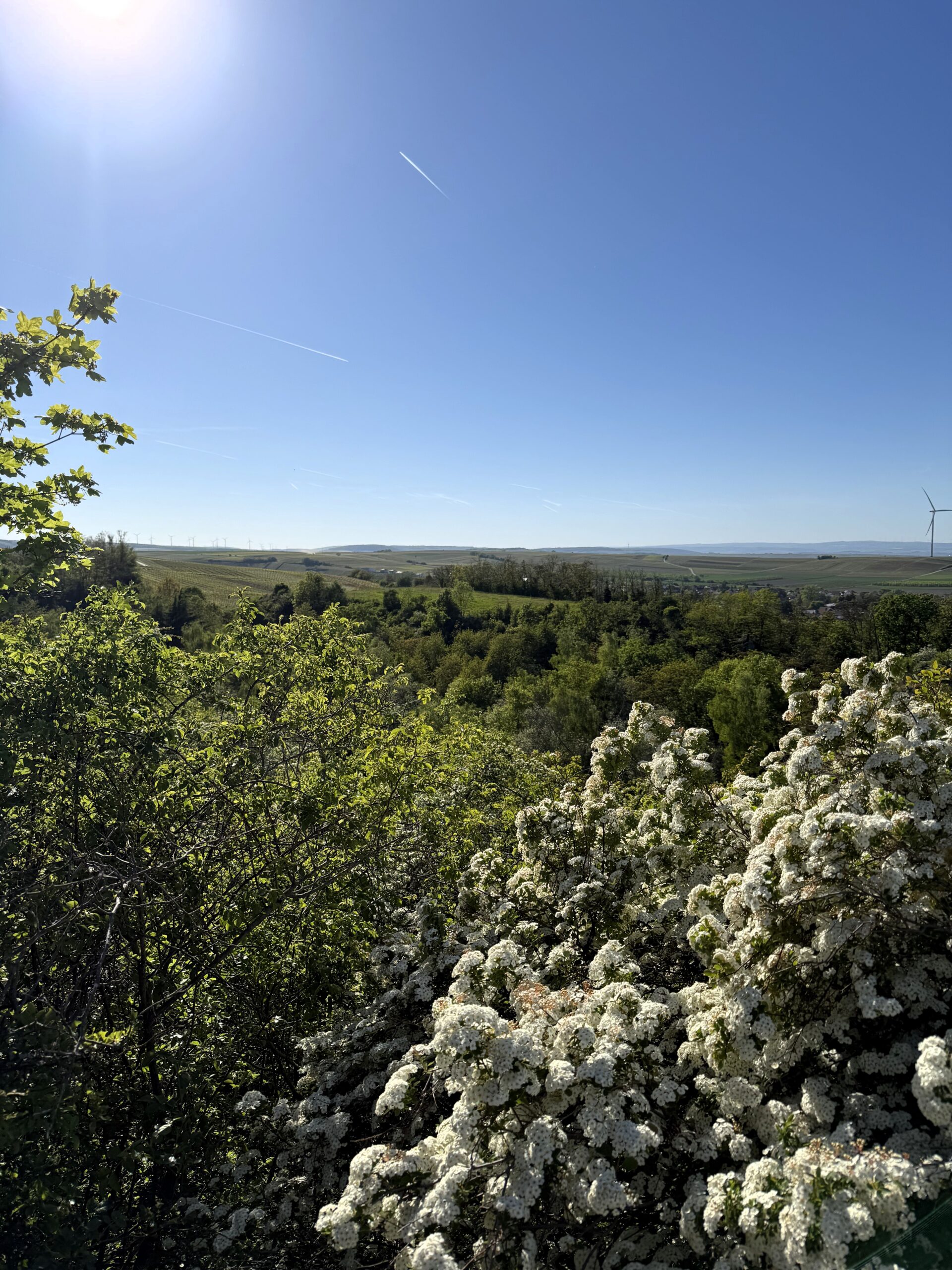 eigene Persönlichkeit entwickeln, Ausblick in die Ferne über Bäume mit blauem Himmel